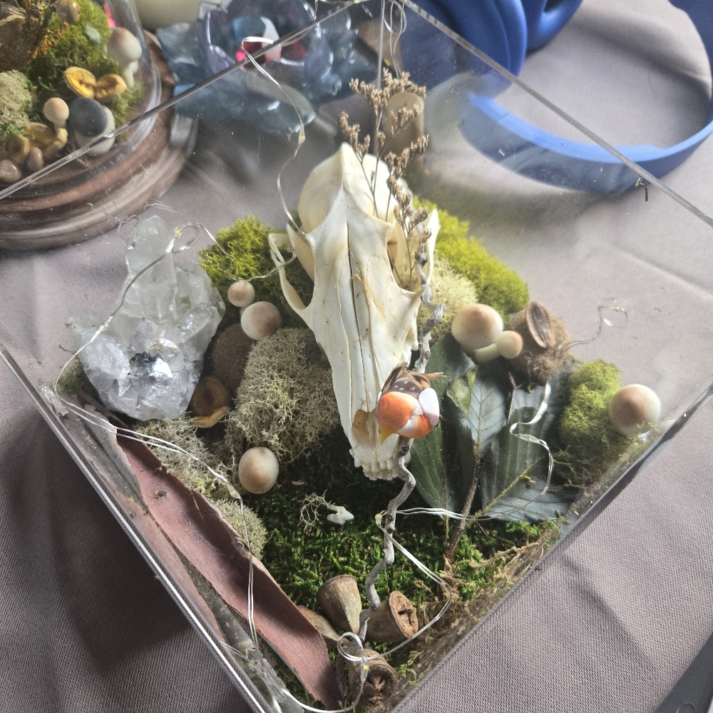 Still lifecycle light box